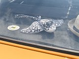 DSC_0856.JPG